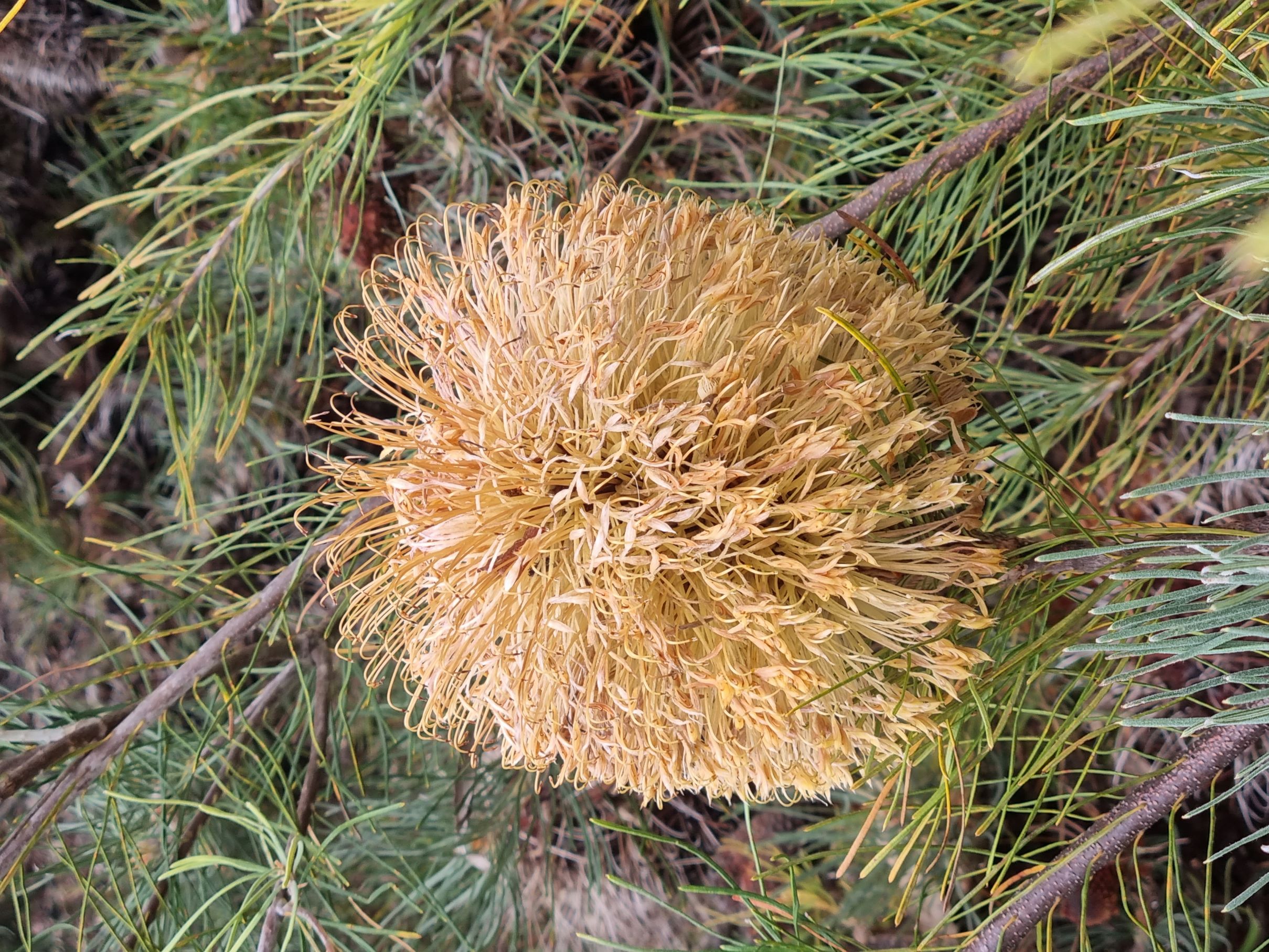 leptophylla var leptophylla